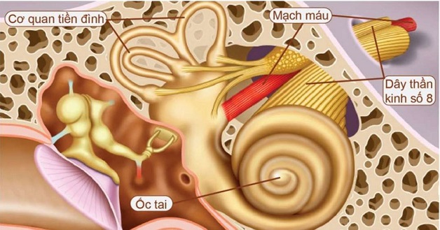 Rối loạn tiền đình là gì?