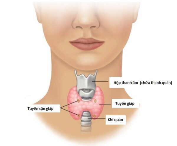 Tầm soát ung thư tuyến giáp là gì