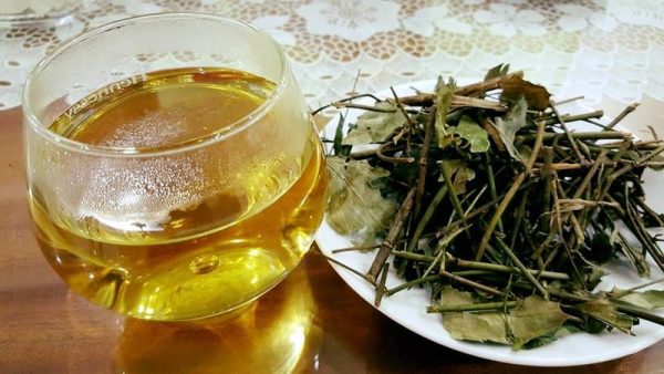 Người bệnh bị đau dạ dày có uống được chè vằng không? Tìm hiểu về cây chè vằng