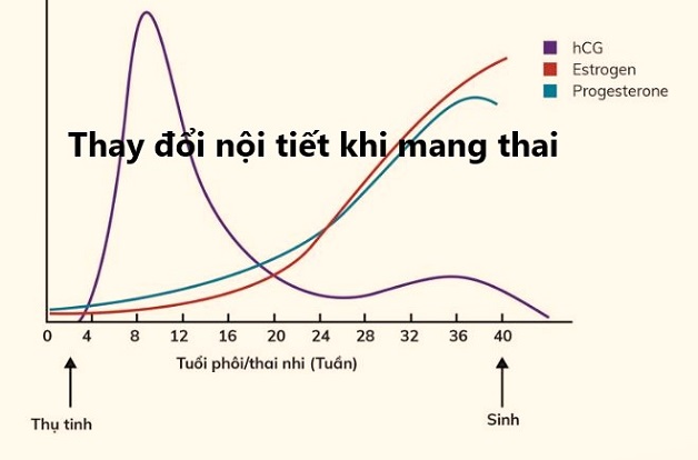 Sự thay đổi nồng độ các hormone nội tiết tố trong cơ thể là nguyên nhân gây ra hiện tượng ngứa vùng kín khi mang thai