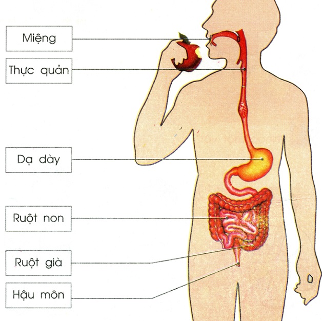 Các bệnh lý đường tiêu hóa thường gặp