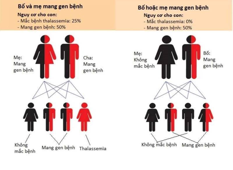 Sàng lọc di truyền trước hôn nhân có ý nghĩa quan trọng trong phòng ngừa bệnh thiếu máu bẩm sinh cho thế hệ tương lai