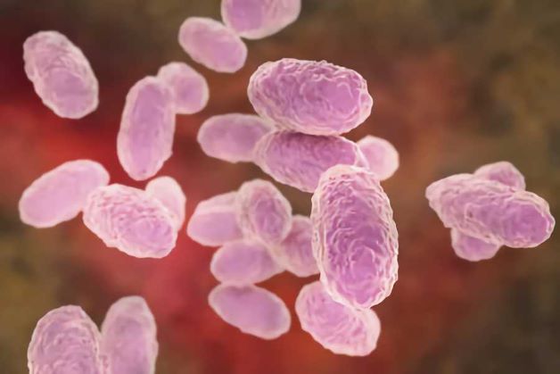 Ho gà bản chất là một bệnh nhiễm trùng cấp tính, do khuẩn ho gà có tên là Bordetella pertussis gây ra.