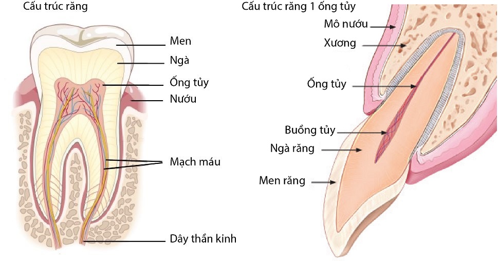 Vị trí buồng tủy răng và ống tủy răng