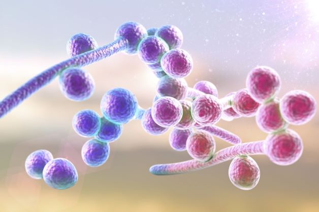 Nhiễm nấm Candida là một bệnh về miệng phổ biến, do nấm nấm Candida albicans gây ra.