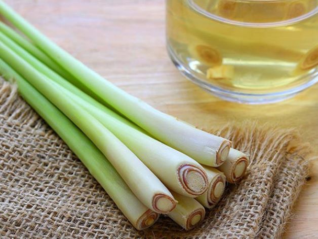 Pha loãng tinh dầu sả vào nước, súc miệng 2 – 3 lần mỗi ngày sẽ giúp đánh bay mảng bám và điều trị viêm lợi hiệu quả.