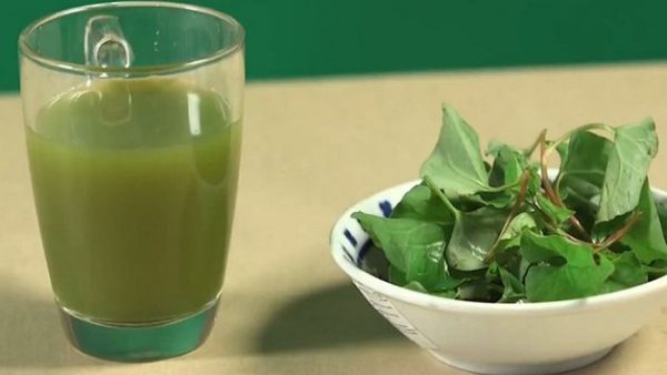 diếp cá
