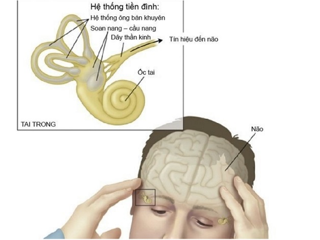 Hệ thống tiền đình trung ương và ngoại biên 