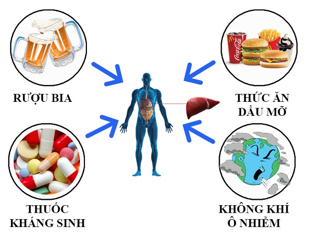 Thói quen sinh hoạt không lành mạnh có thể gây ra gan nhiễm mỡ độ 3
