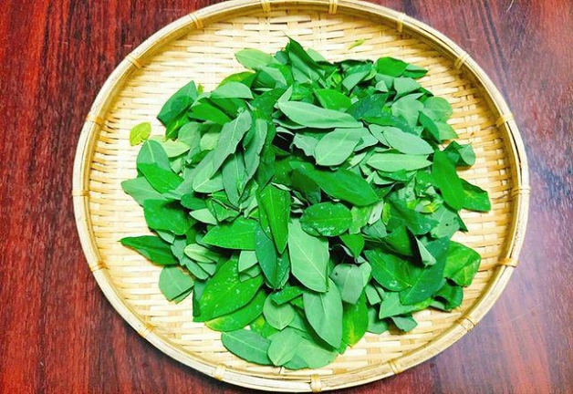 Rau ngót được sử dụng làm thuốc nhiệt miệng