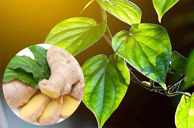 Từ xa xưa người ta đã chứng minh việc dùng lá trầu không là cách chữa đau răng hiệu quả.