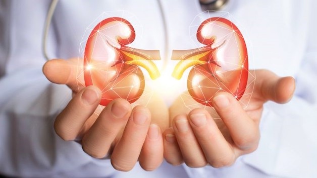 Thận có vai trò giống như một bộ lọc, giúp loại bỏ các tạp chất, chất thải dư thừa từ máu và biến chúng thành nước tiểu.
