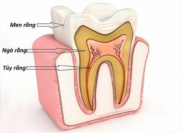 Ngà răng không bị lộ ra ngoài và được men răng che phủ hoàn toàn