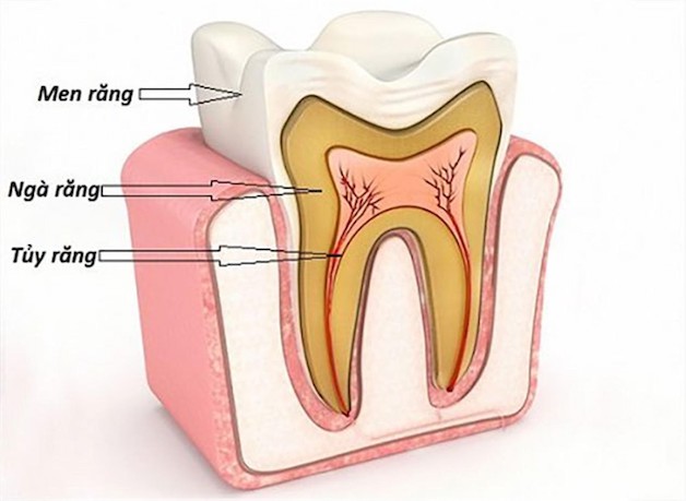 Bên trong mỗi răng đều có một phần mô mềm chứa các hệ thống thần kinh và mạch máu được gọi là tủy răng.