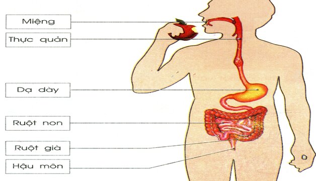 Cấu tạo hệ tiêu hóa người