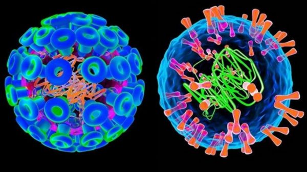 Mụn rộp sinh dục được gây ra bởi virus Herpes với 2 chủng loại HSV -1 và HSV -2.