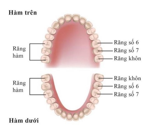 Răng hàm là tên một nhóm răng được đánh số thứ tự 6,7,8 trong cung hàm