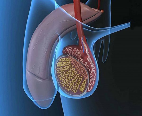 Suy tinh hoàn là gì? Đây là hiện tượng suy chức năng tuyến sinh dục ở nam giới, dấu hiệu đặc trưng của bệnh là suy giảm nội tiết tố Testosterone