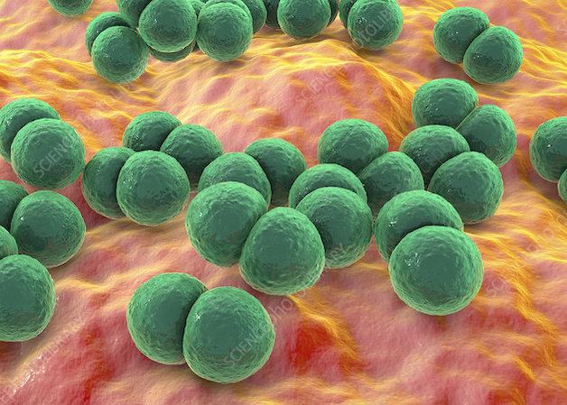 Nhóm vi khuẩn Streptococcus – liên cầu tán huyết β nhóm A là một trong những nguyên nhân chính gây viêm họng cấp ở trẻ.