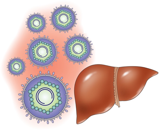 Viêm gan B thể ngủ là khi các virus không hoạt động