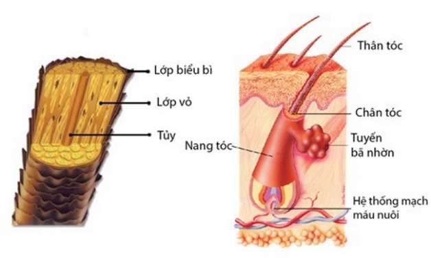 Thiếu máu não gây rụng tóc có đúng không?