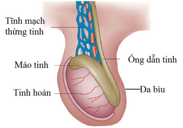Giãn tĩnh mạch thừng tinh hay còn gọi giãn tĩnh mạch tinh hoàn là tình trạng đám rối tĩnh mạch sinh tinh và tĩnh mạch thừng tinh bị giãn rộng.