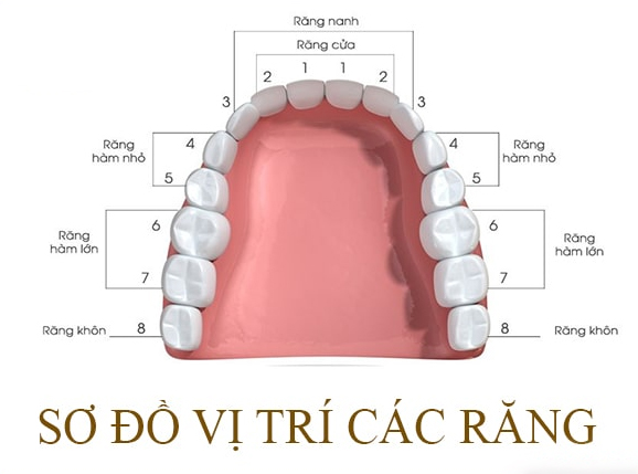 Với những người chưa mọc hoặc không mọc răng khôn thì răng số 7 là răng cuối cùng, mọc ở 4 góc của cung hàm