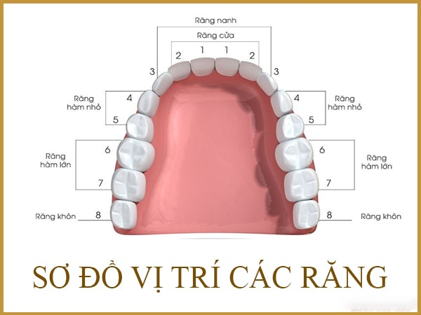 nhổ răng số 7