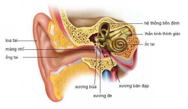 Rối loạn tiền đình là bệnh lý khá phổ biến, xảy ra do những rối loạn của hệ thống tiền đình nằm sau ốc tai.
