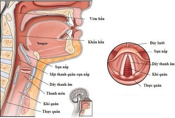 Khi lớp niêm mạc bọc ngoài dây thanh bị tổn thương sẽ dễ đến phù nề thanh quản