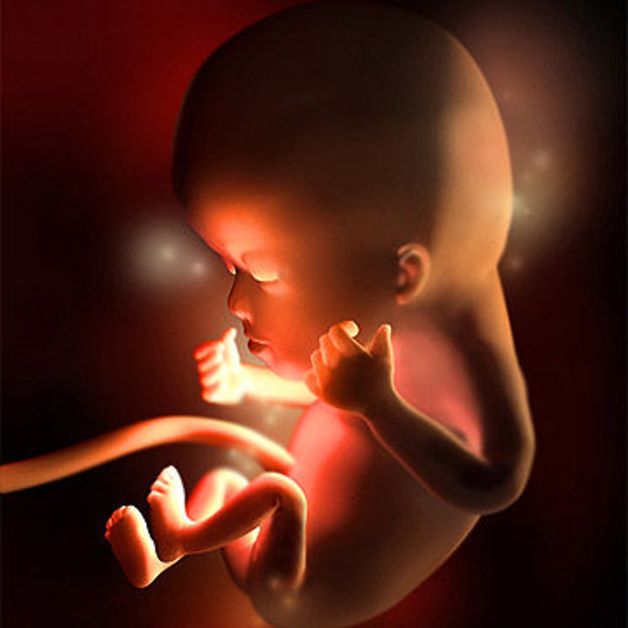 từ 12 tuần trở đi, bé yêu đã phát triển tương đối đầy đủ về mặt hình thái và đã có những phản xạ như: gập duỗi thân mình, duỗi các chi…