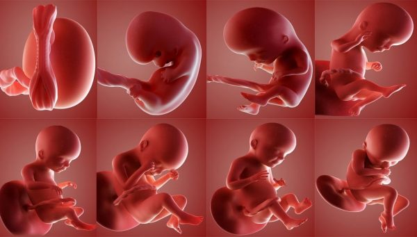 Tùy vào độ tuổi thai thì mức độ ảnh hưởng của tia X lên thai nhi cũng có sự khác nhau