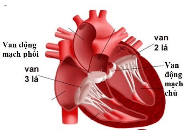Van động mạch chủ là gì?