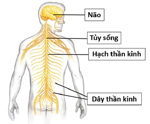 viêm dây thần kinh