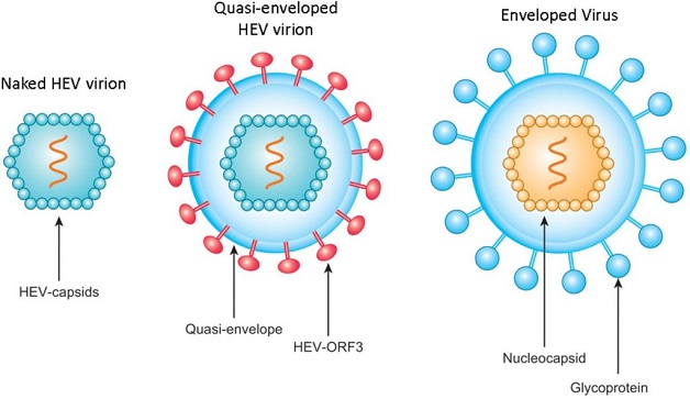 Virus viêm gan E là virus chuỗi đơn RNA có khả năng gây viêm gan
