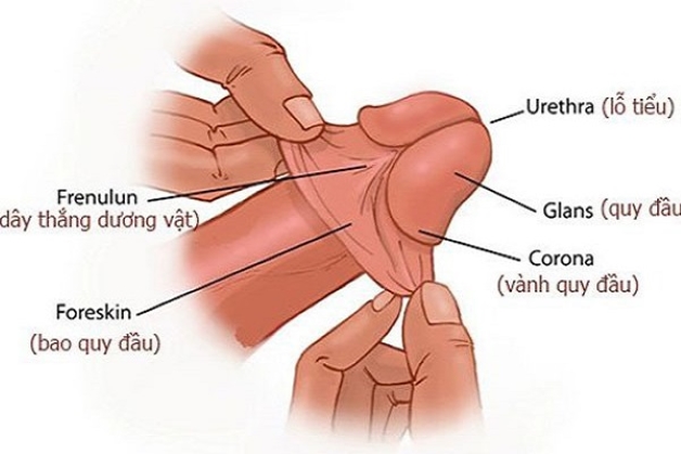 Thế nào là lột bao quy đầu