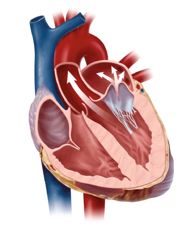 Hở van tim 2 lá ở giai đoạn đầu thường không nguy hiểm. Nhưng nếu không phát hiện và điều trị kịp thời có thể dẫn tới những biến chứng khó lường.