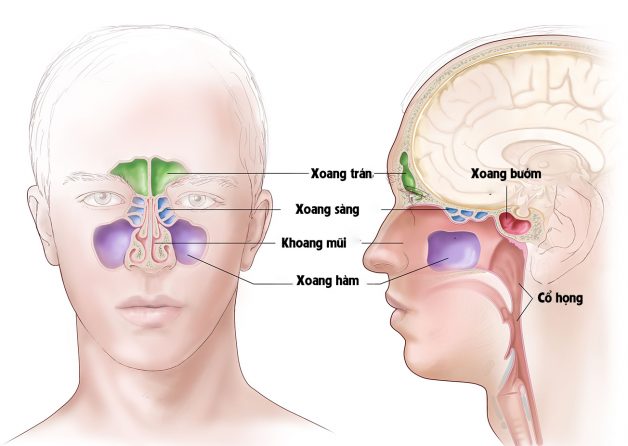 Khi lớp niêm mạc này bị phù nề và viêm nhiễm thì hiện tượng viêm xoang hàm xảy ra