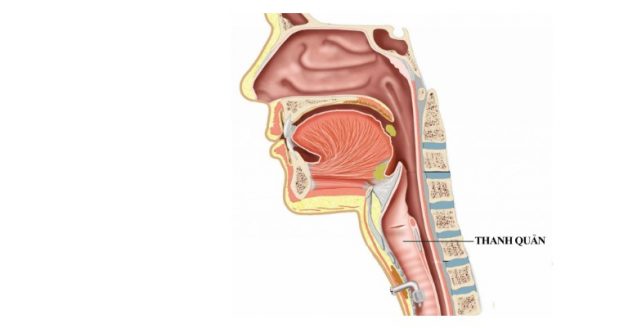 Đau thanh quản xảy ra khi thanh quản bị các tổn thương bên trong 