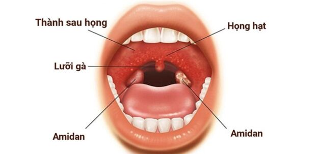 Cấu tạo của hầu họng