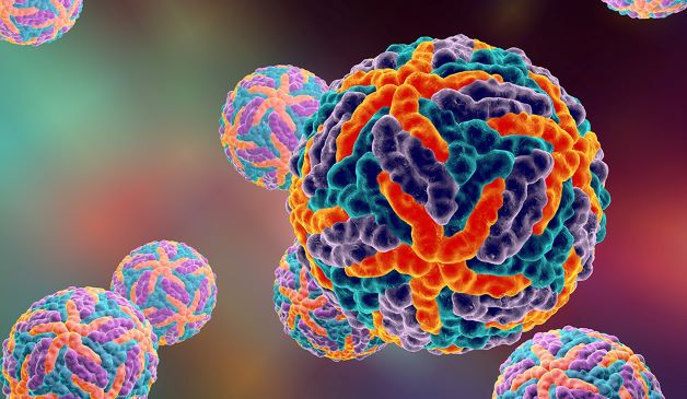 Virus Dengue có trong muỗi vằn (muỗi Aedes aegypti) là