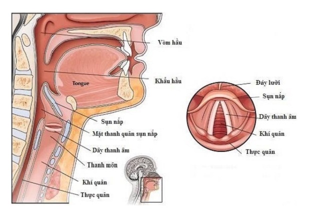 U nang thanh quản không phải là bệnh lý phổ biến, nhưng lại có tỷ lệ khá cao ở những người sử dụng giọng nói, giọng hát cho nghề nghiệp.