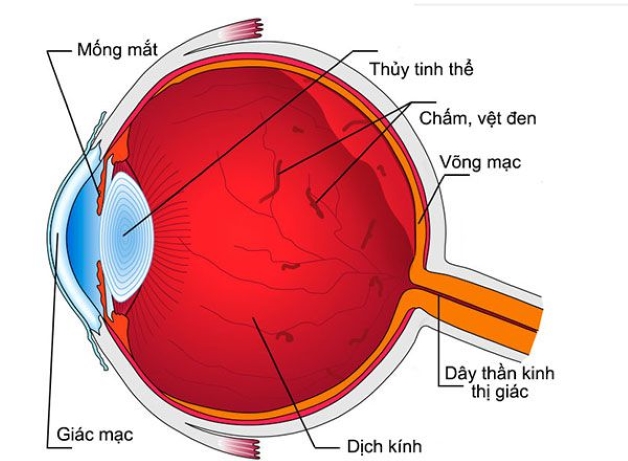 Dịch kính đảm nhiệm chức năng chính đó là giữ cho vùng trung tâm của mắt luôn được trong suốt để ánh sáng có thể truyền đến võng mạc và cho chúng ta bắt đầu có thị lực