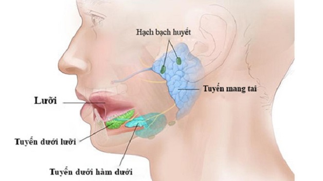 siêu âm tuyến nước bọt