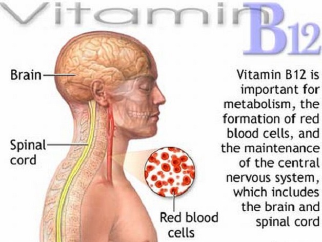 Sự cần thiết của Vitamin B12 đối với hệ thần kinh