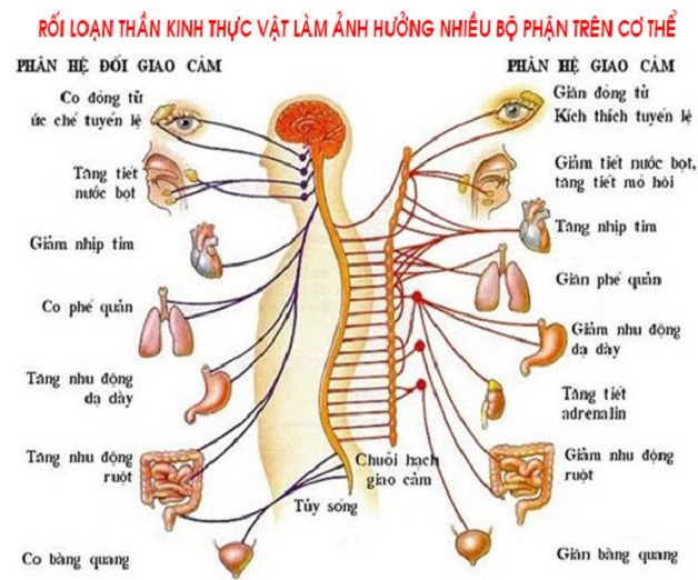 biểu hiện rối loạn thần kinh thực vật