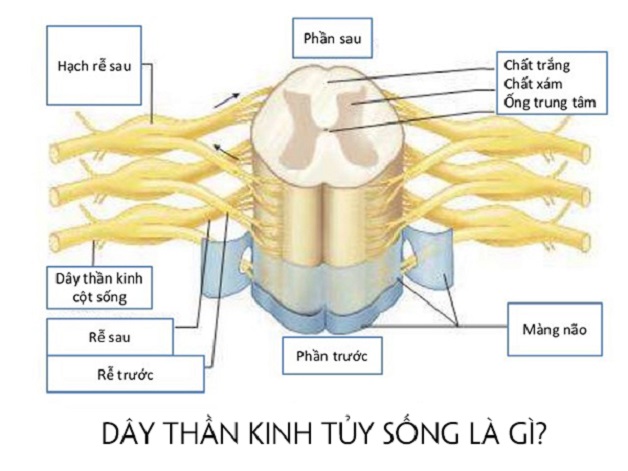 cấu tạo tủy sống