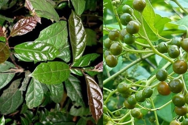 Cách chữa mất ngủ bằng phương pháp dân gian từ cây xạ đen