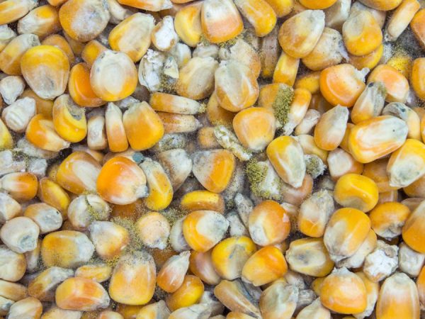 ung thư biểu mô tế bào gan không nên ăn thực phẩm mốc