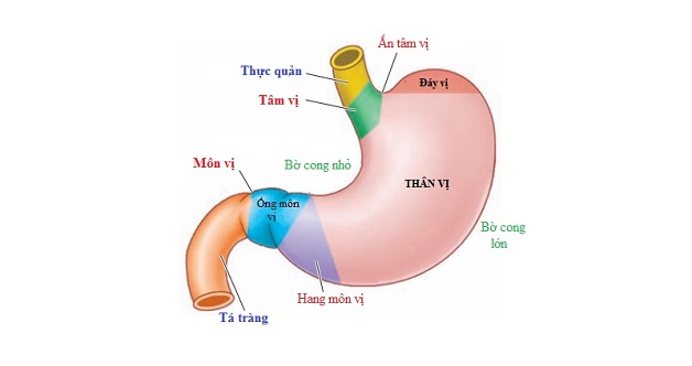 Bờ cong nhỏ dạ dày là một bộ phận thuộc dạ dày